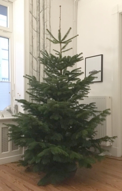 5 Tipps, damit der Weihnachtsbaum lnger hlt